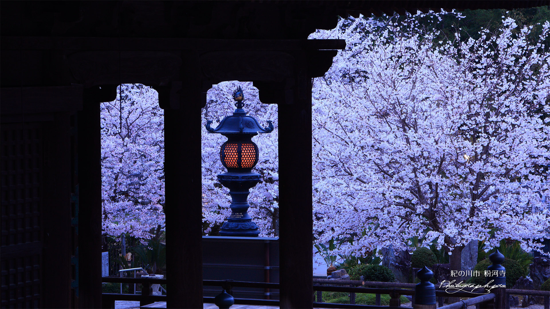 粉河寺の桜 燈籠