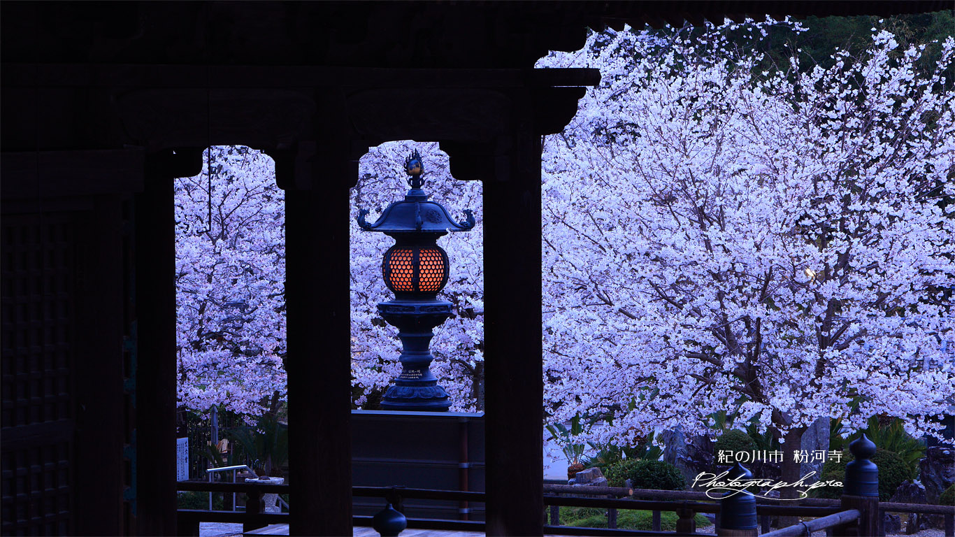 粉河寺の桜 燈籠 壁紙