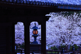 粉河寺の桜 燈籠