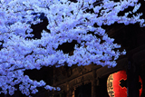 湯浅桜