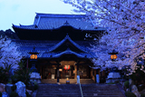 粉河寺の桜 本堂