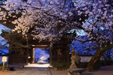 粉河寺の桜