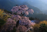 光専寺のシダレザクラ