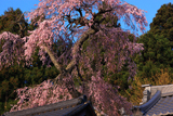 光専寺のしだれ桜
