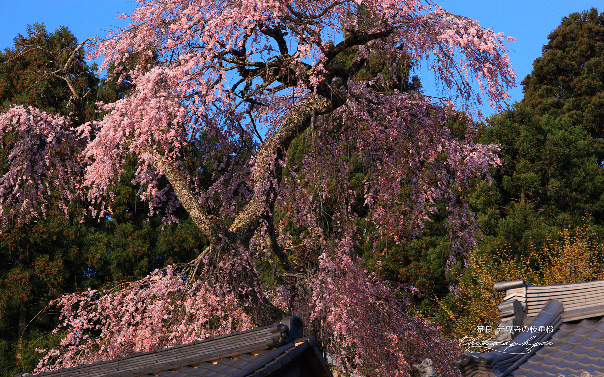 光専寺のしだれ桜