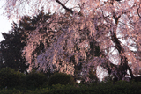 新住の彌三吉桜