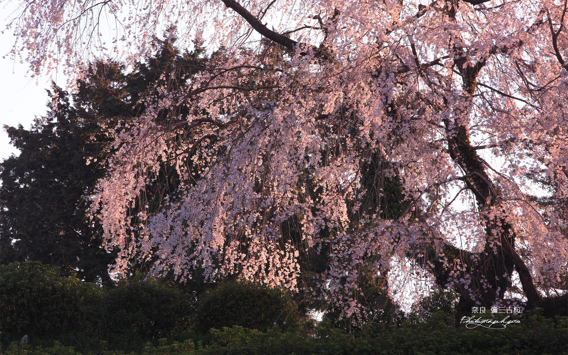 新住の彌三吉桜