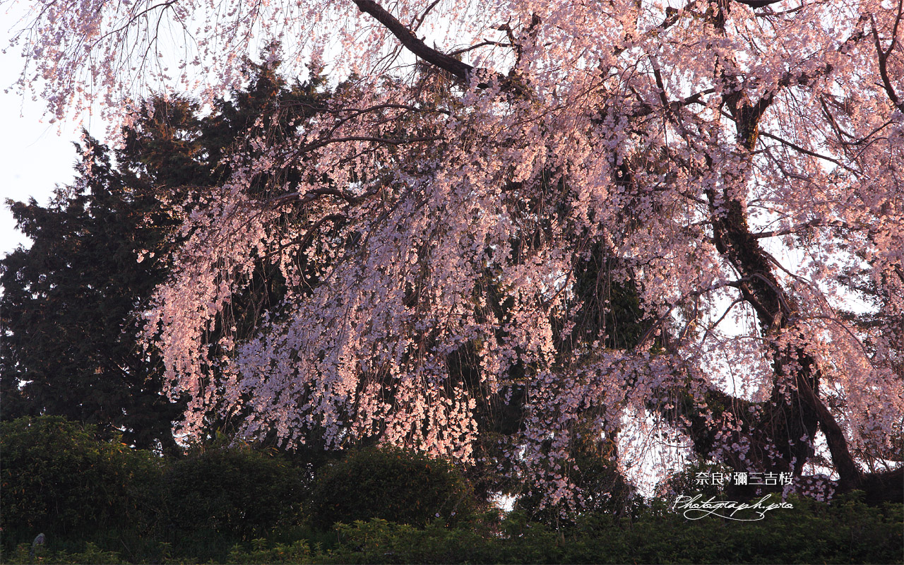 新住の彌三吉桜 壁紙