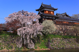 郡山城東隅櫓の枝垂桜