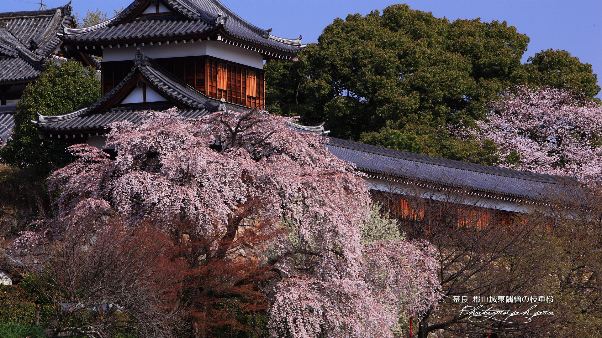 郡山城跡の枝垂桜