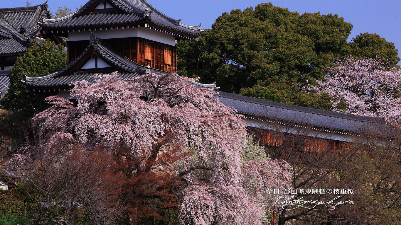 郡山城跡の枝垂桜 壁紙