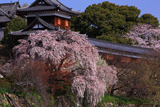 郡山城跡の枝垂桜