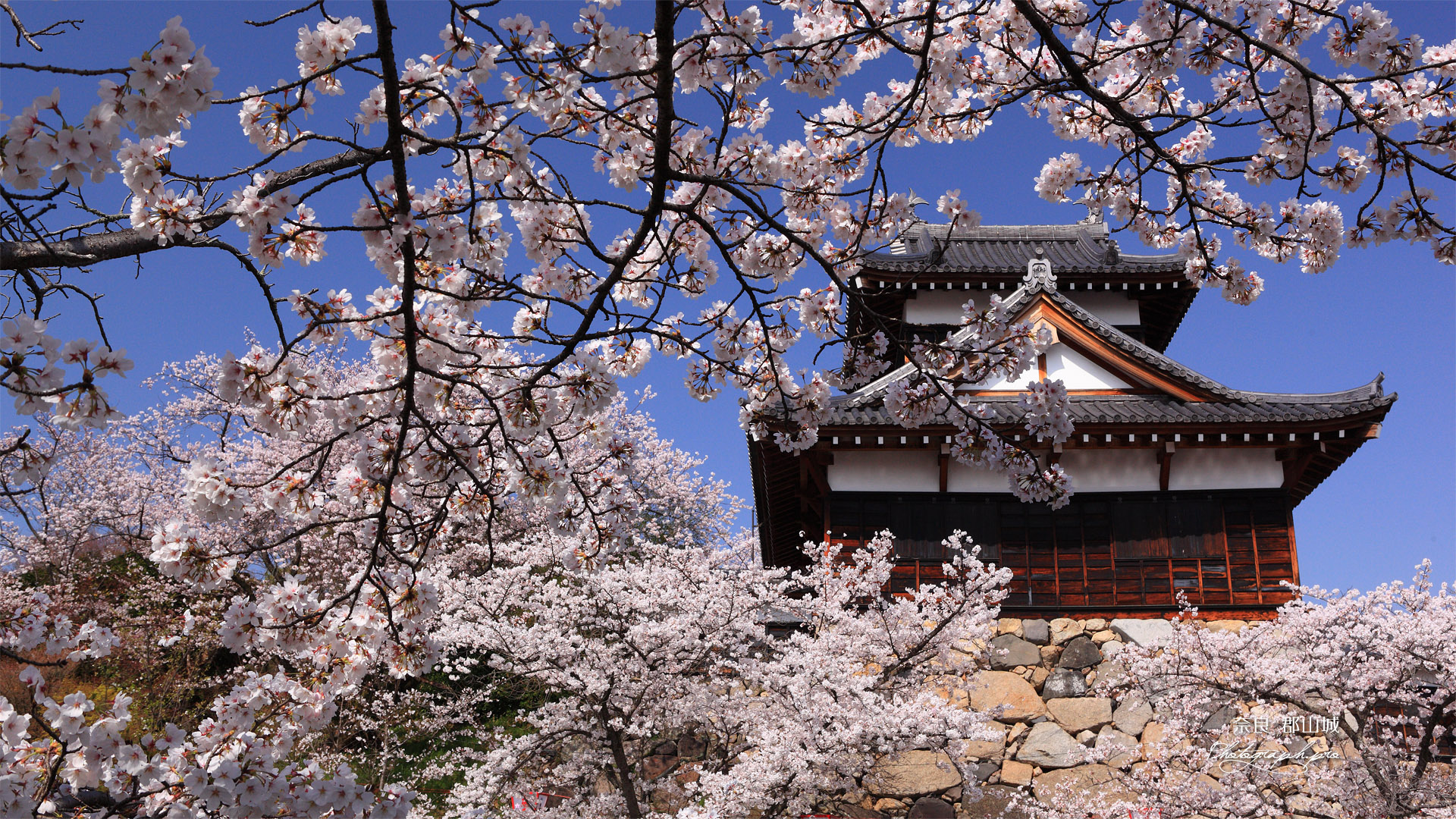 大和郡山城跡の桜