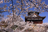 大和郡山城跡の桜