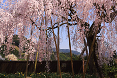 樫辻の女姫桜