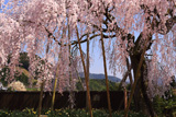 樫辻の女姫桜