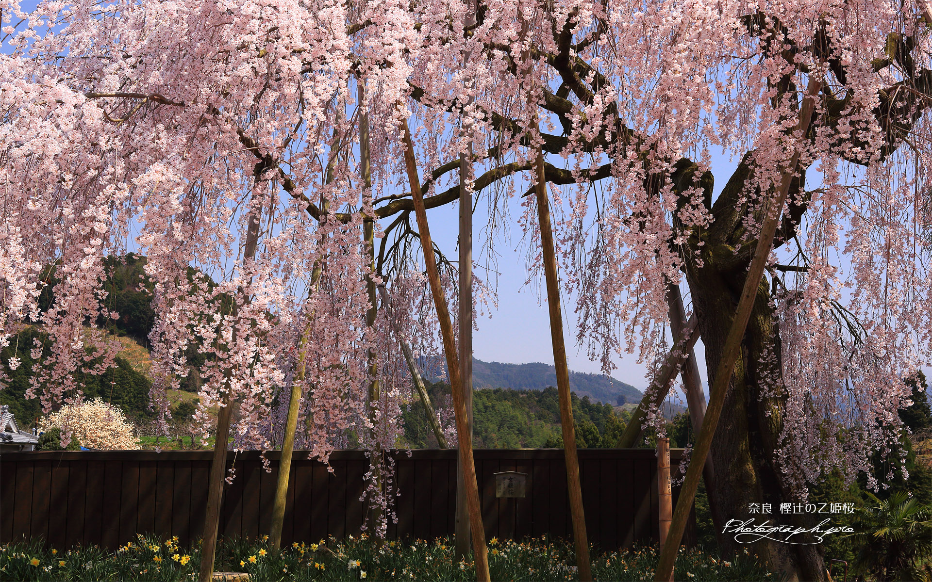 樫辻の女姫桜