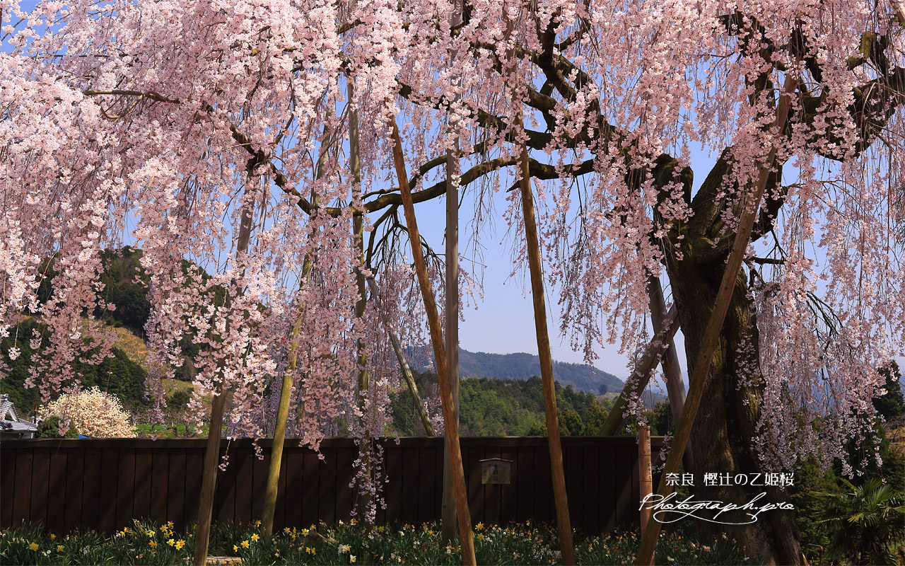 樫辻の女姫桜 壁紙