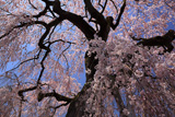 樫辻の女姫桜