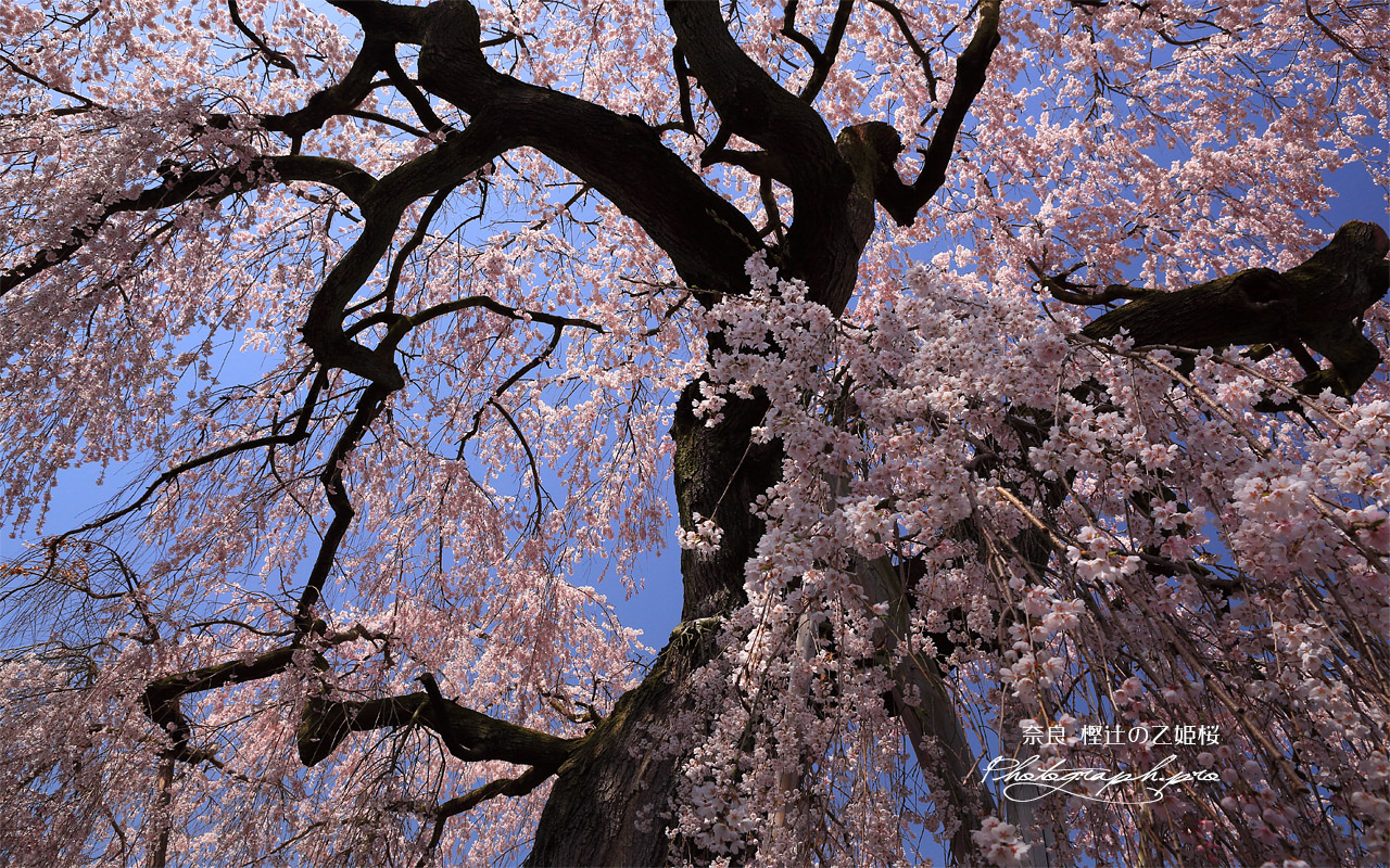 樫辻の女姫桜 壁紙