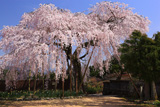 樫辻の女姫桜