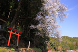 春日神社のエドヒガン