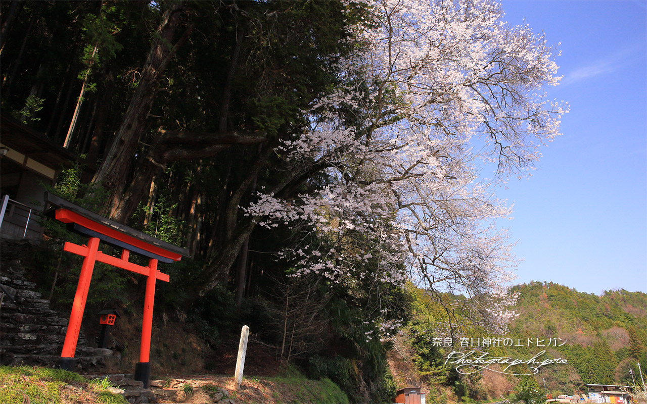 春日神社のエドヒガン 壁紙