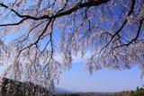 栃原のしだれ桜