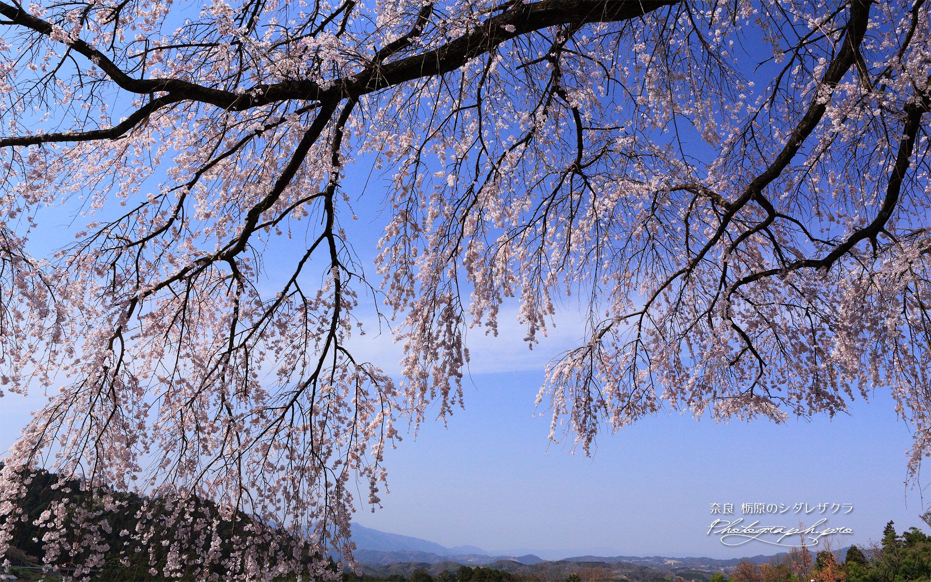 栃原のしだれ桜