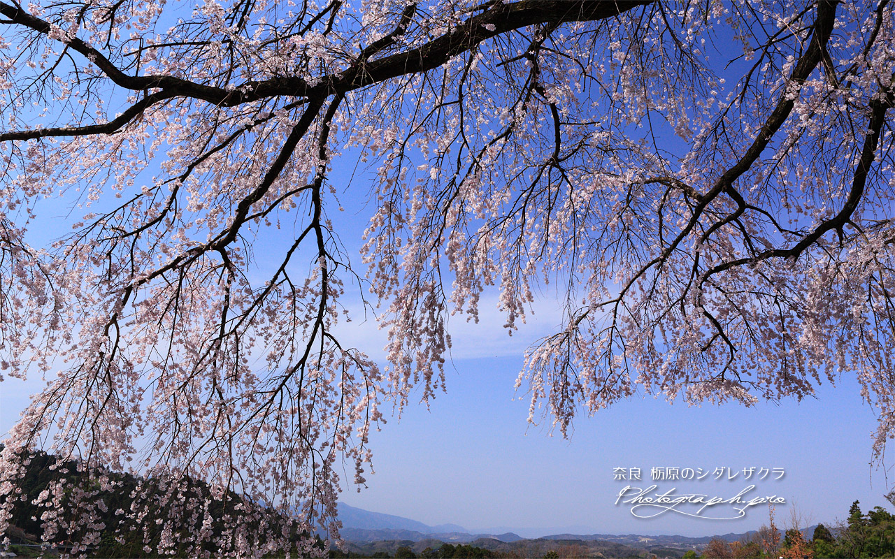 栃原のしだれ桜 壁紙