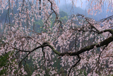 栃原の枝垂桜