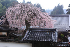 円正寺のしだれ桜