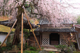 円正寺のしだれ桜