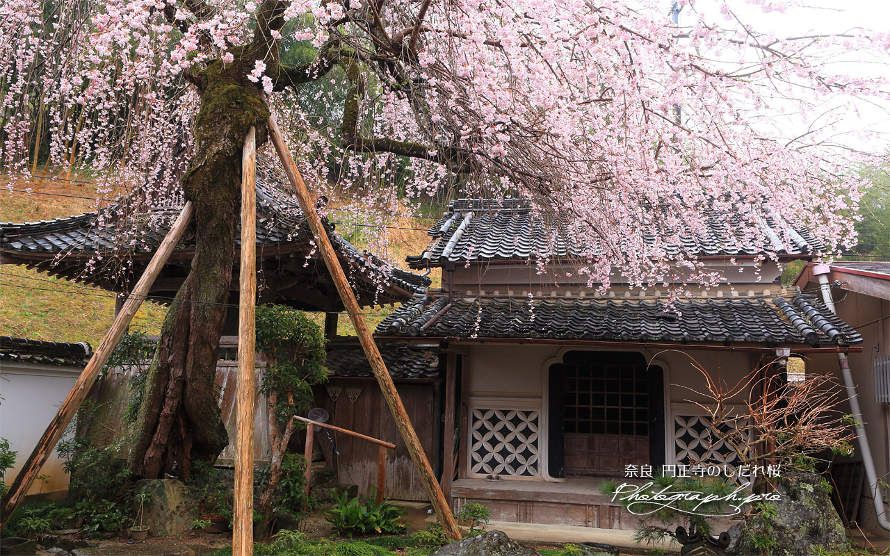 円正寺のしだれ桜 壁紙