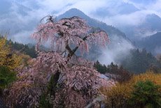 光専寺の枝垂桜