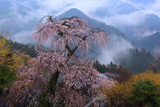 奈良県の桜