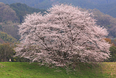 幾坂池の一本桜