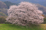 幾坂池の一本桜