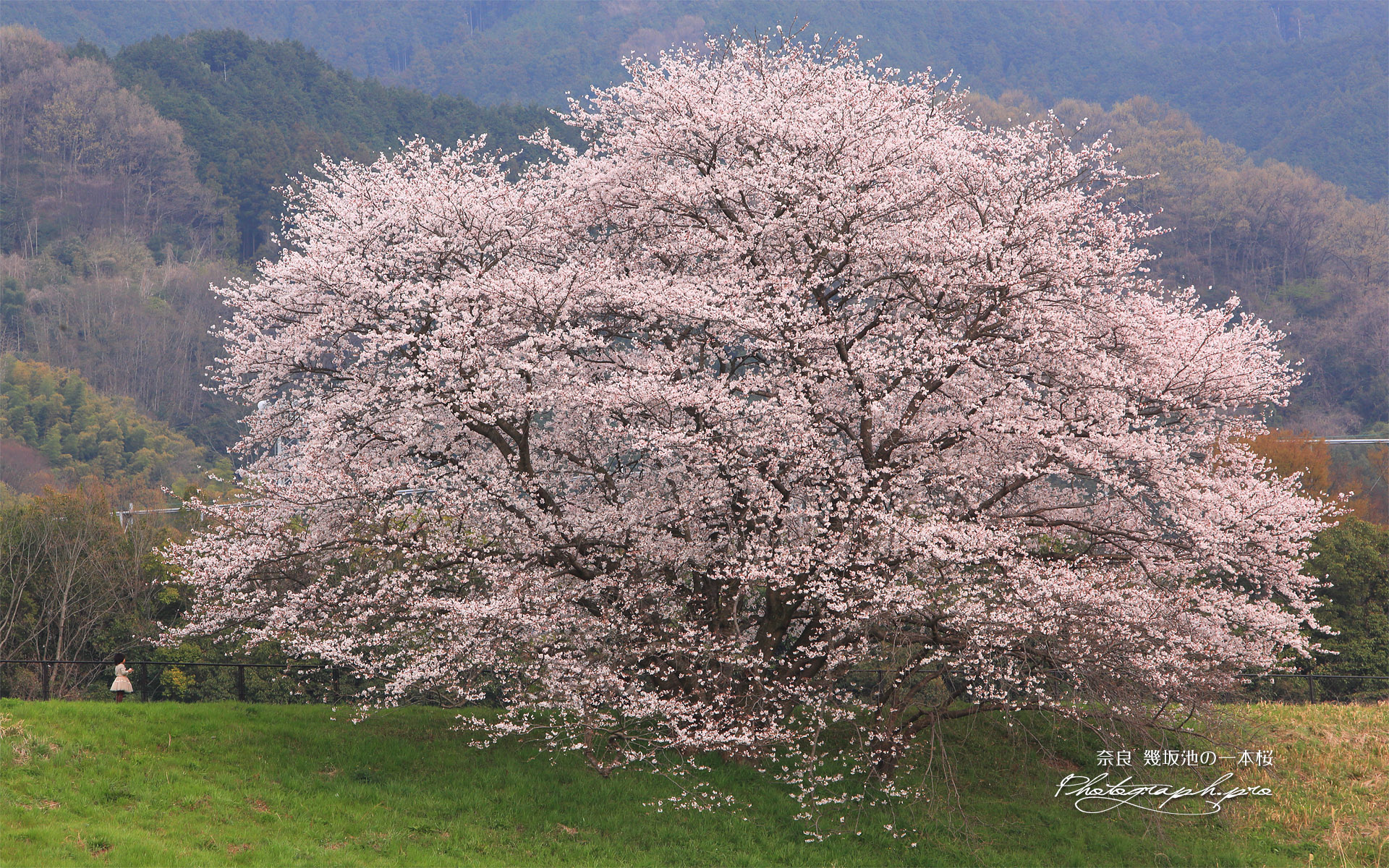 幾坂池の一本桜