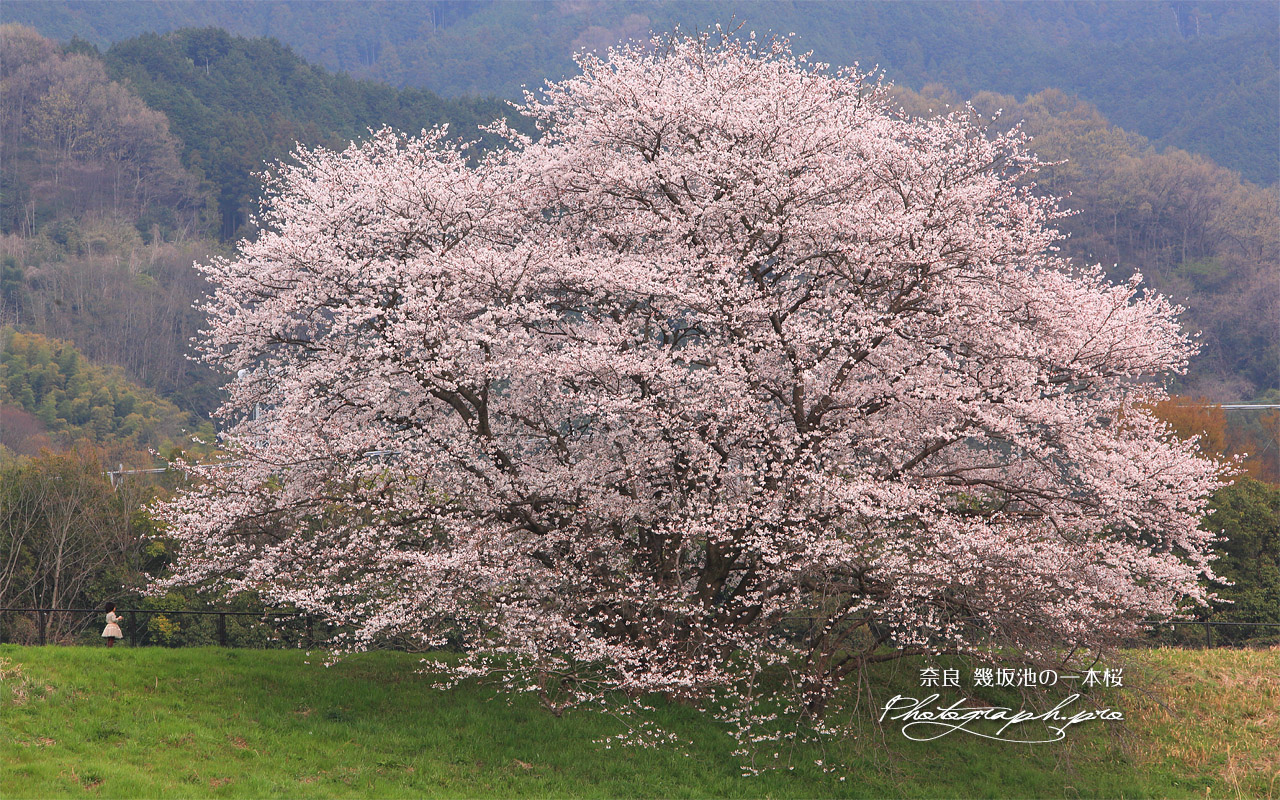 幾坂池の一本桜 壁紙