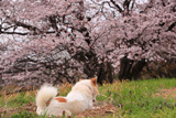 幾坂池の一本桜