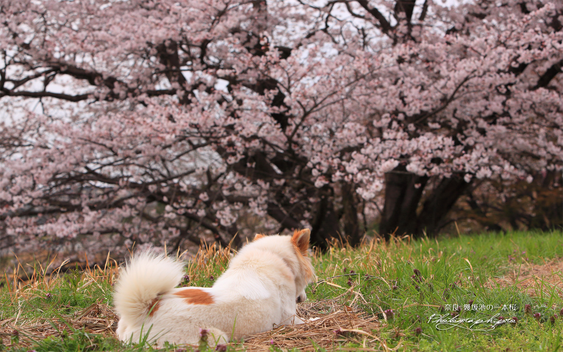 幾坂池の一本桜