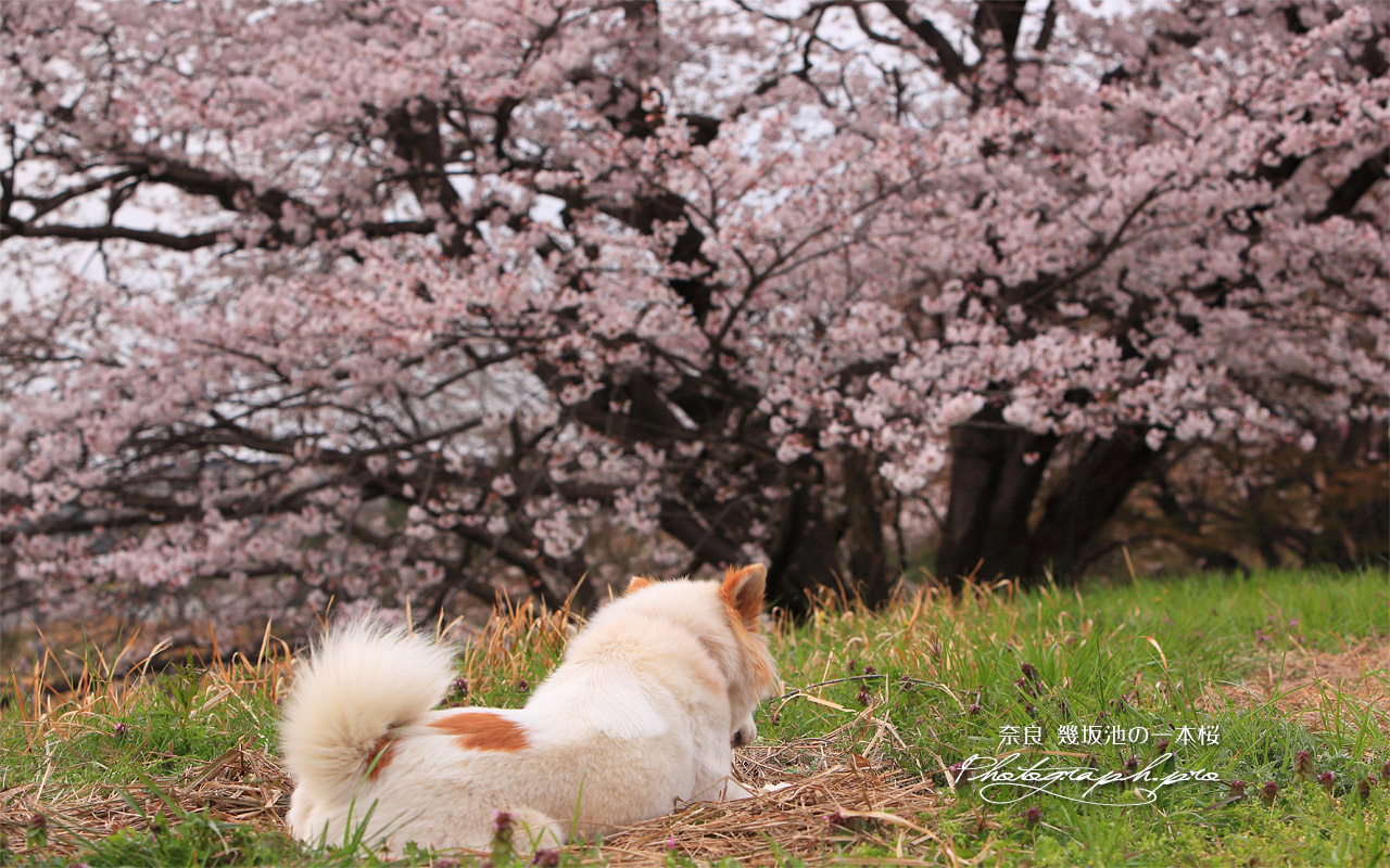 幾坂池の一本桜 壁紙