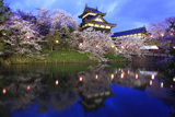大和郡山城の桜