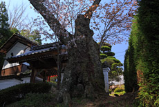 慈音寺のヤマザクラ