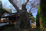 慈音寺のヤマザクラ