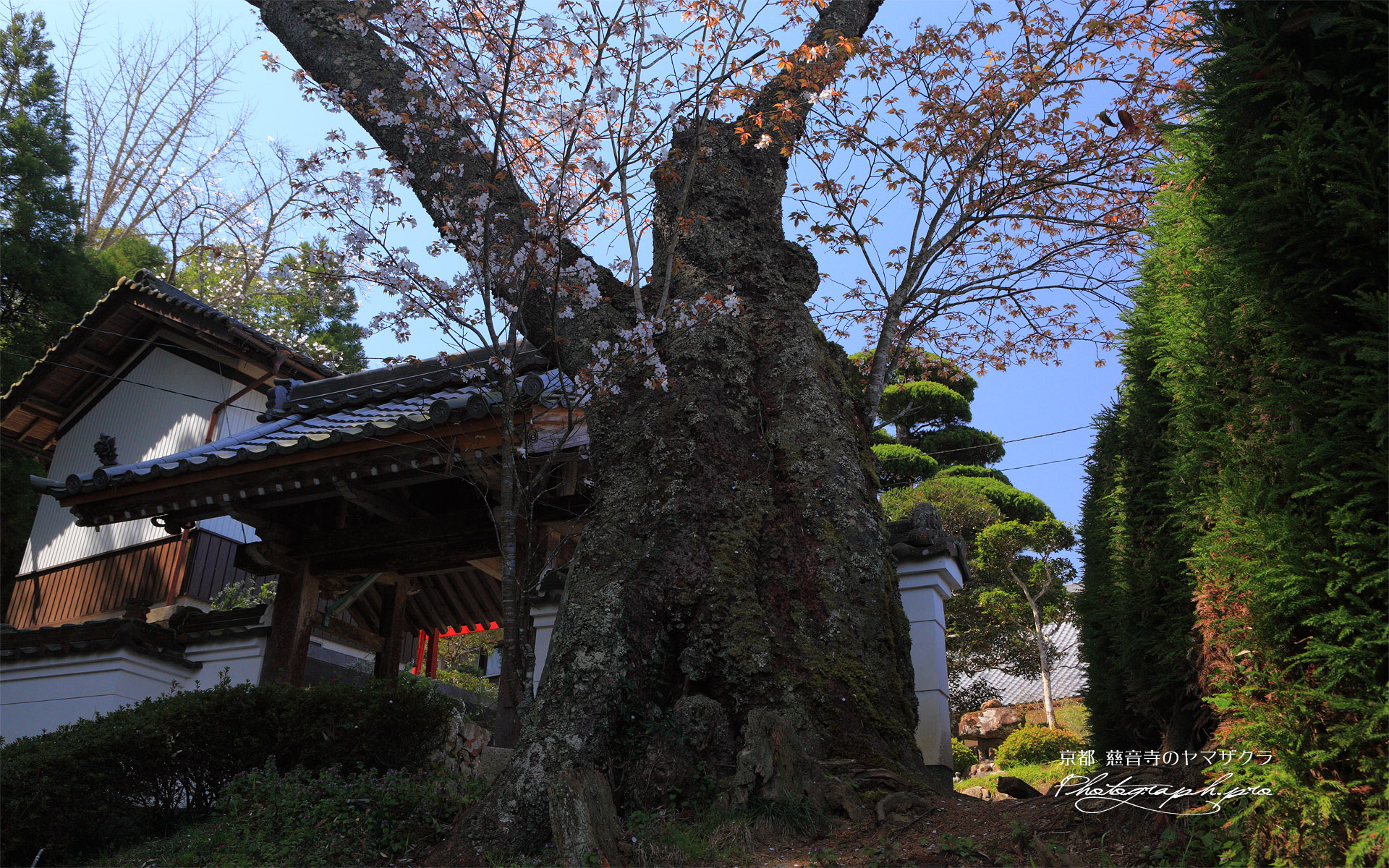 慈音寺のヤマザクラ