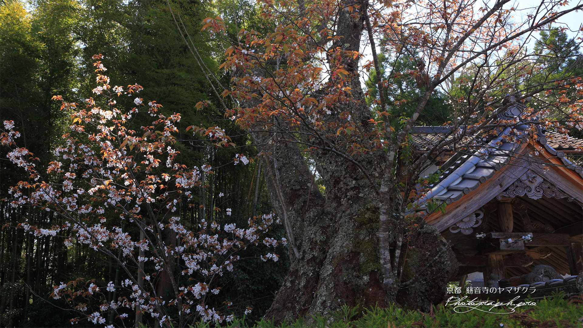 慈音寺の山桜