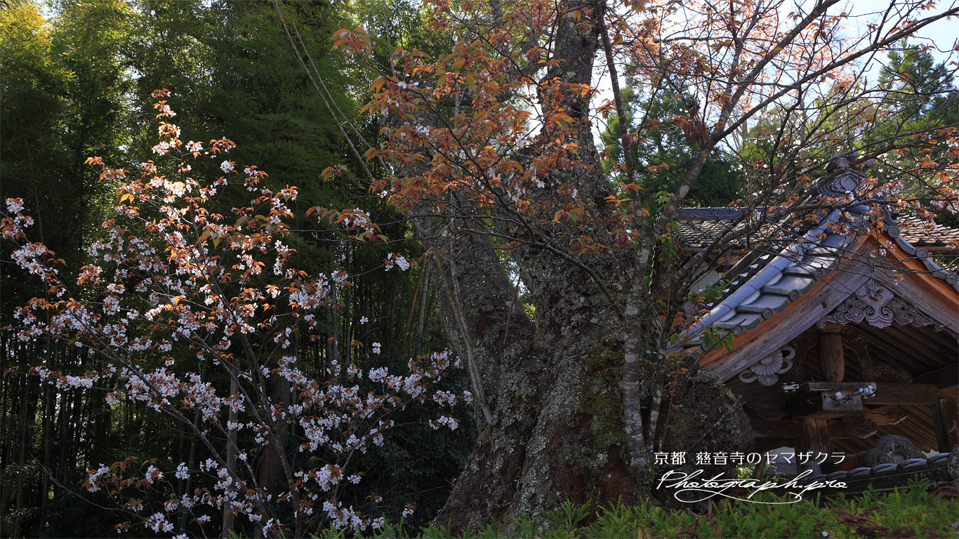 慈音寺の山桜 壁紙