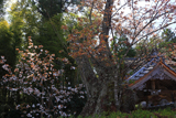慈音寺の山桜